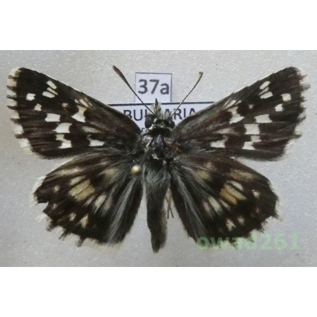 Pyrgus cinarae (Rambur, 1839) Bulgaria37a